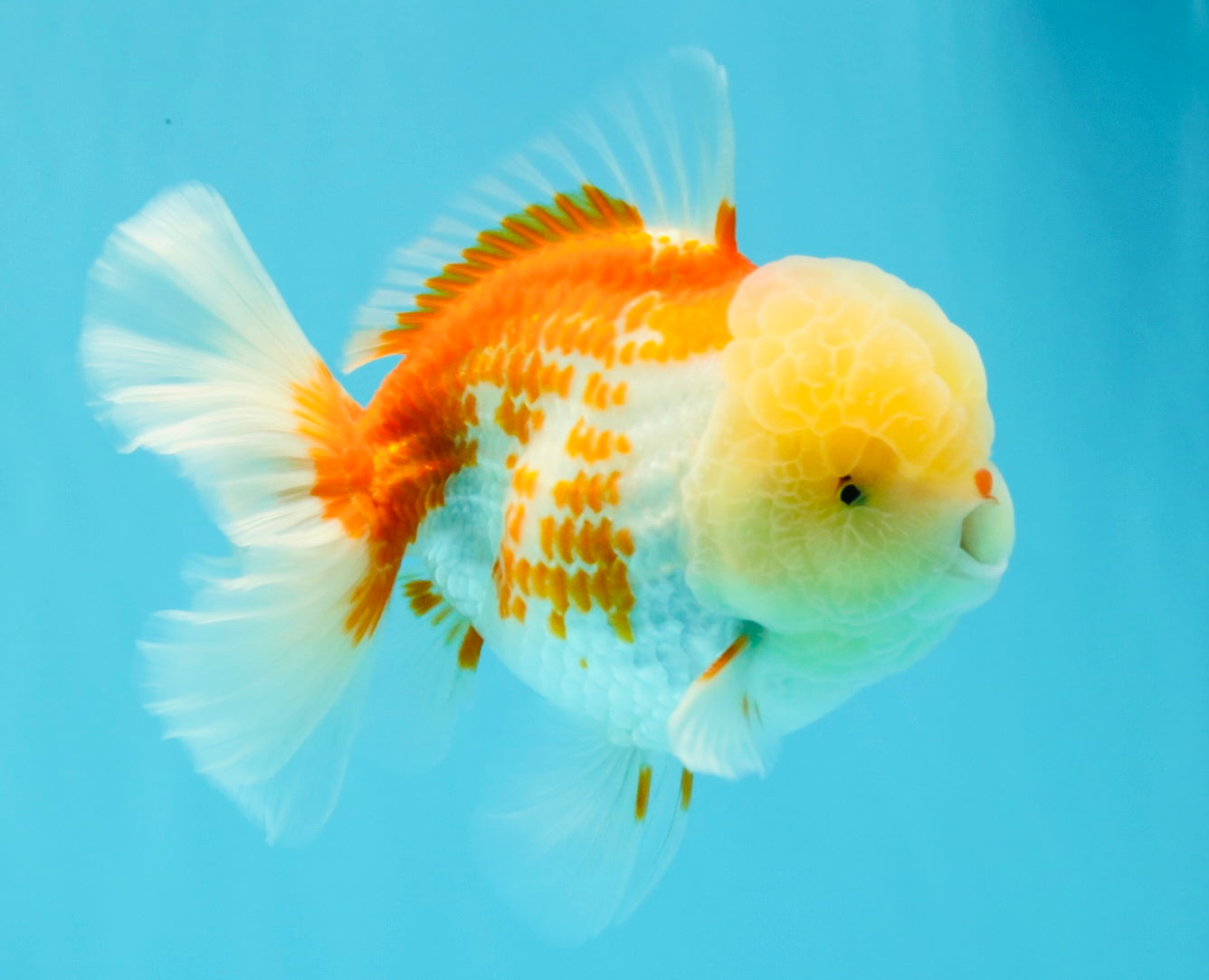 AAA Grade Polkadot Red White Oranda Male 6-6.5 inches #030626OR_19