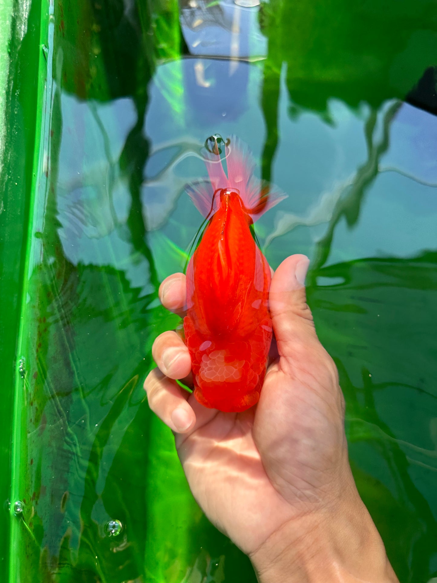 Tête de jade de qualité AAA rouge et blanc Yuanbao femelle 4,5 pouces #0706YB_13