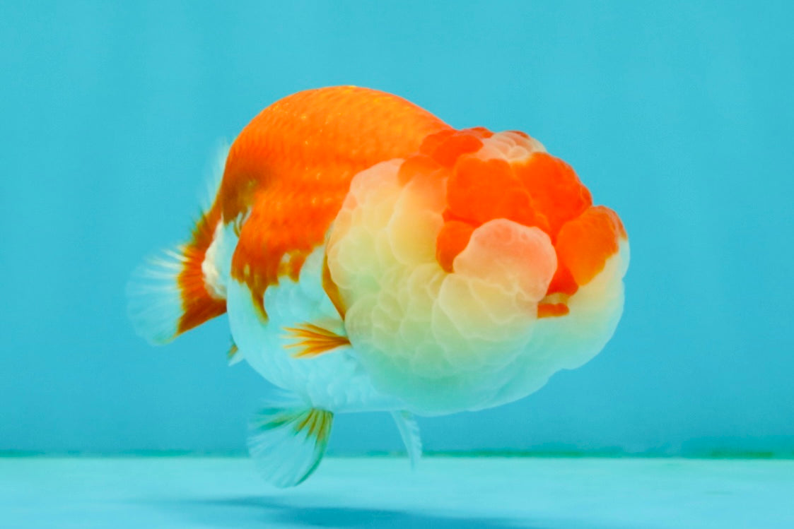 CHUBBY A Grade Red White LionQueen Female 4 inches #042426LC_20