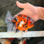 A Grade Beautiful Marble CalicoOranda Male 6-6.5 inches #061926OR_21