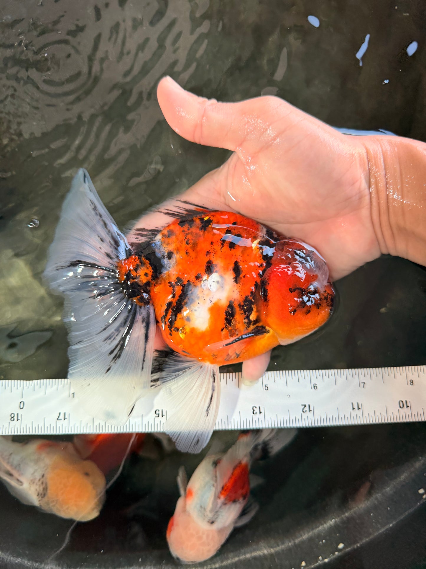 A Grade Beautiful Marble CalicoOranda Male 6-6.5 inches #061926OR_21