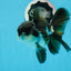 Grado A Panda Oranda Macho 5 pulgadas #0830OR_20