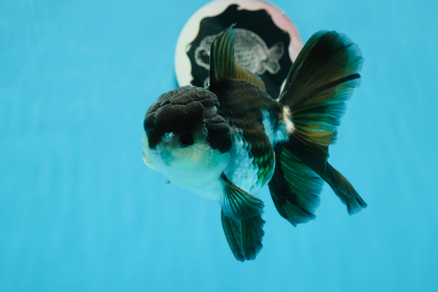 A Grade Panda Oranda Male 5 inches #0830OR_20