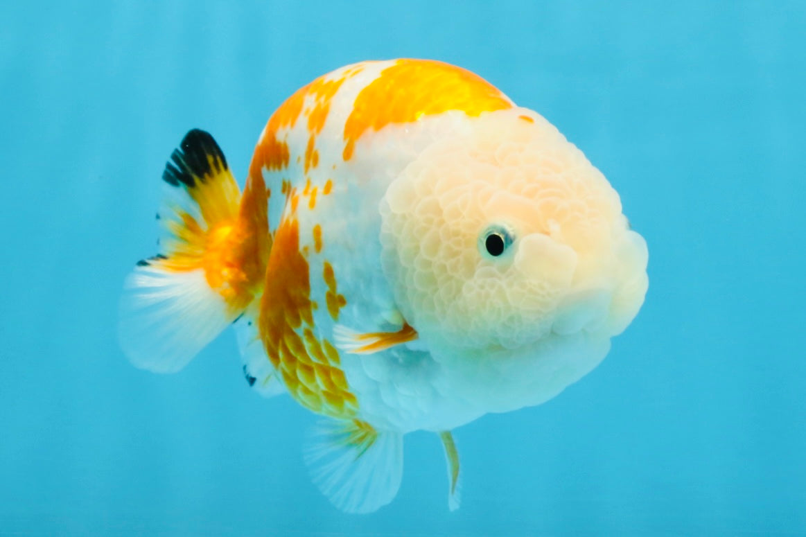 CHUBBY AAA Grade Kohaku Sakura LionQueen 4.5 inches #112825LC_01