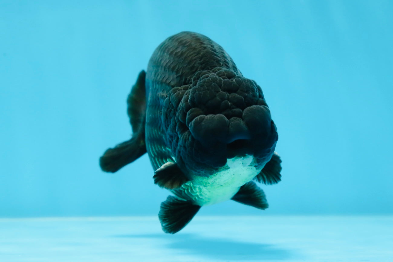 AAA Grade Godzilla Black LionKing 4.5-5 inches #053025LC_09