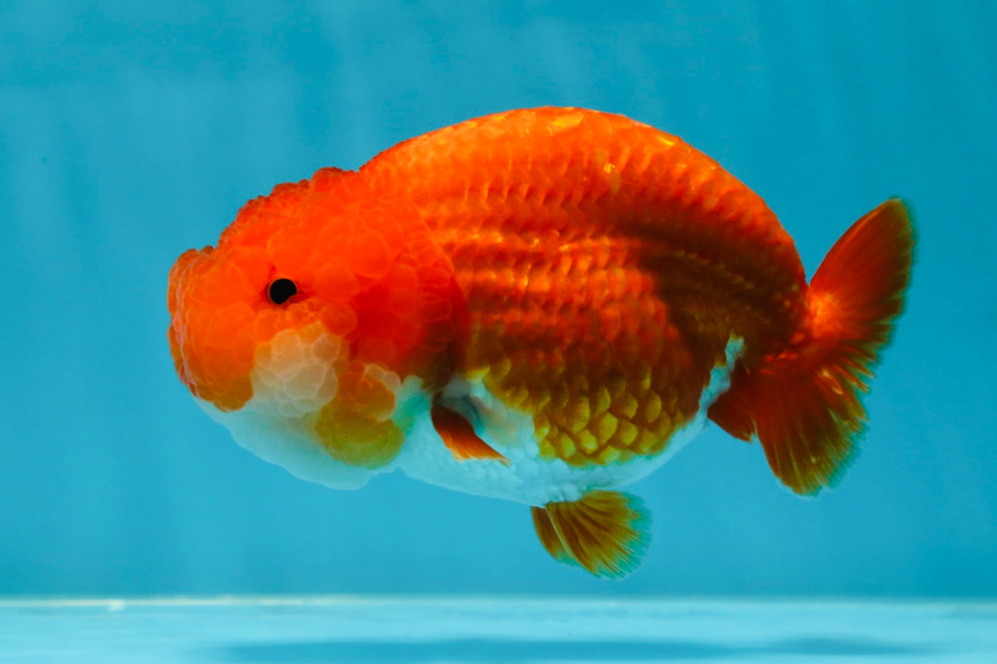 A Grade Red White LionQueen 4.5-5 inches #052325LC_22