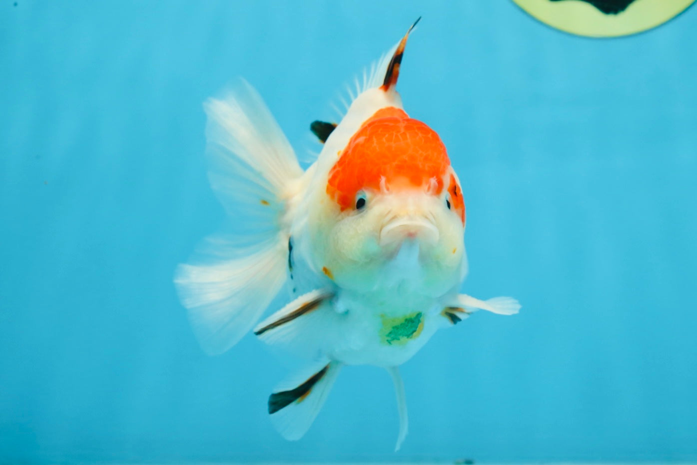 A Grade Sakura Yuanbao Male 4.5 inches #101025YB_25