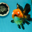 Apache (Black Orange) Pompom Button Eyes  Oranda Female 5.5 inches #110124OR_03