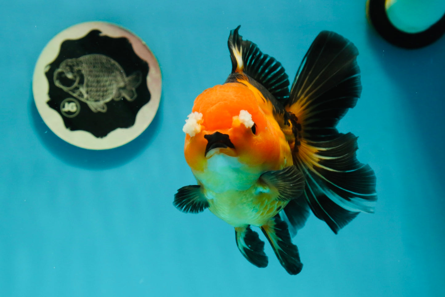 Apache (Black Orange) Pompom Button Eyes  Oranda Female 5.5 inches #110124OR_03