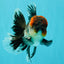 AAA Grade Red Head Kirin Oranda Male 6-6.5 inches #070326OR_27