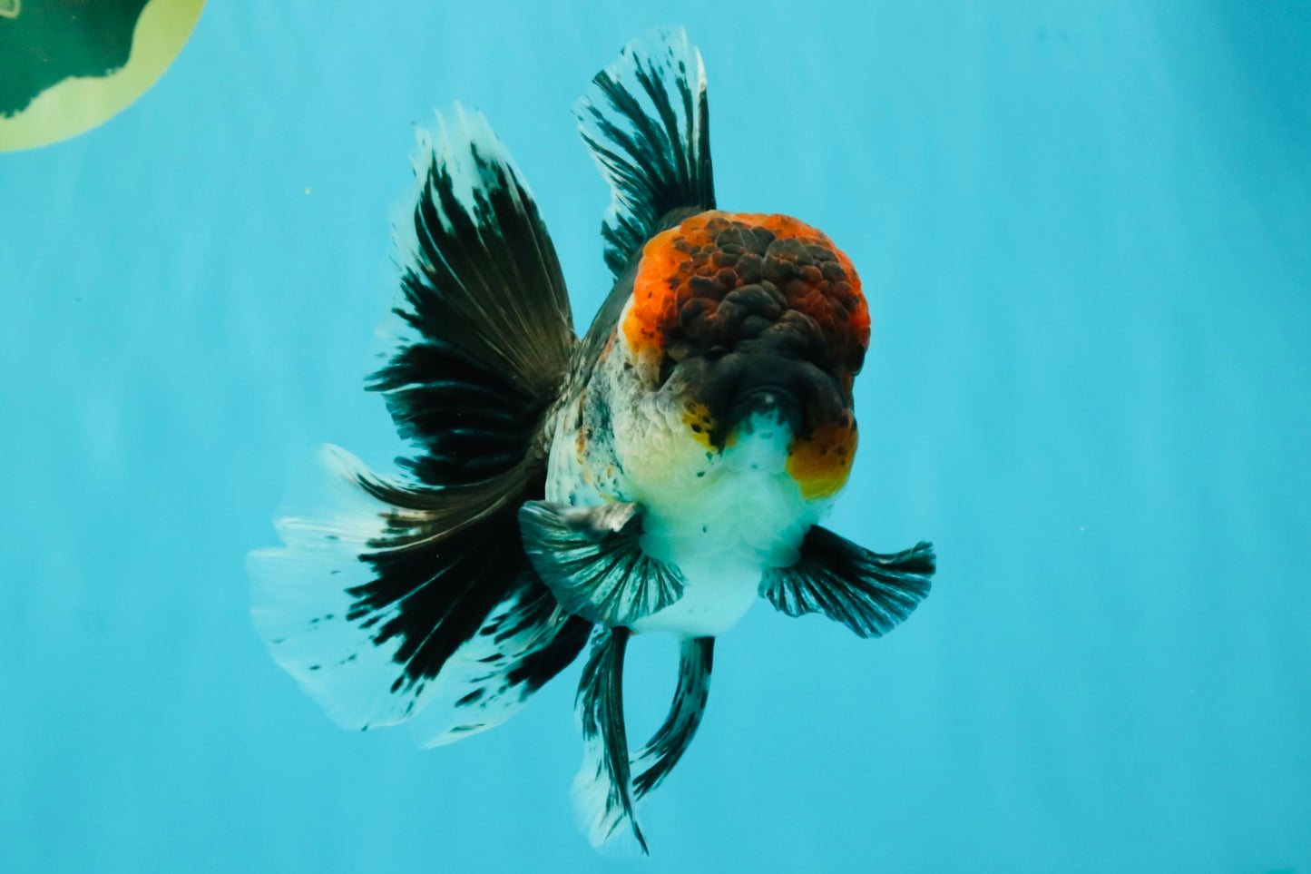 AAA Grade Red Head Kirin Oranda Male 6-6.5 inches #070326OR_27