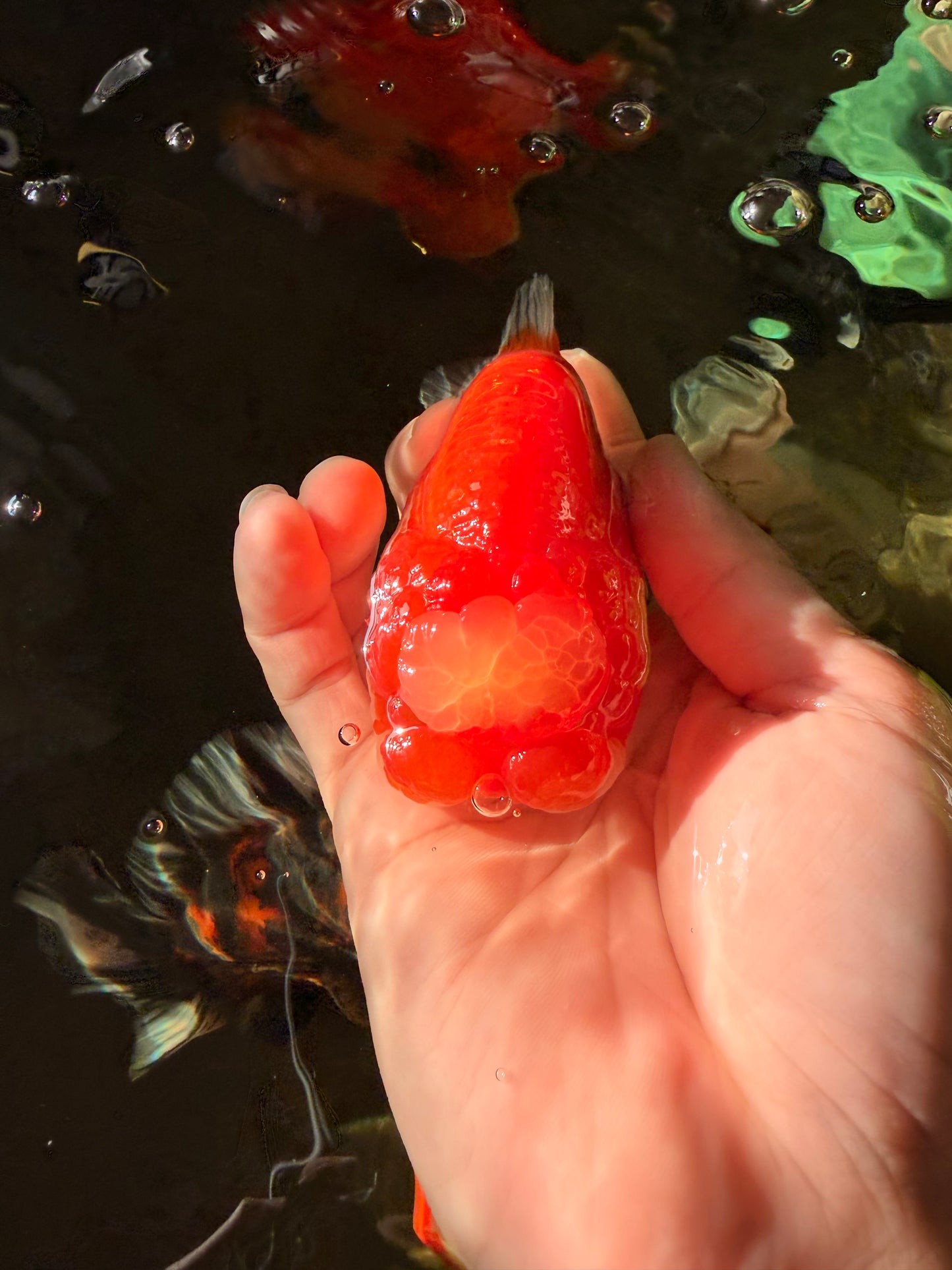 UNIQUE A Grade Jade Head Red White LionQueen 4 inches #030626LC_05