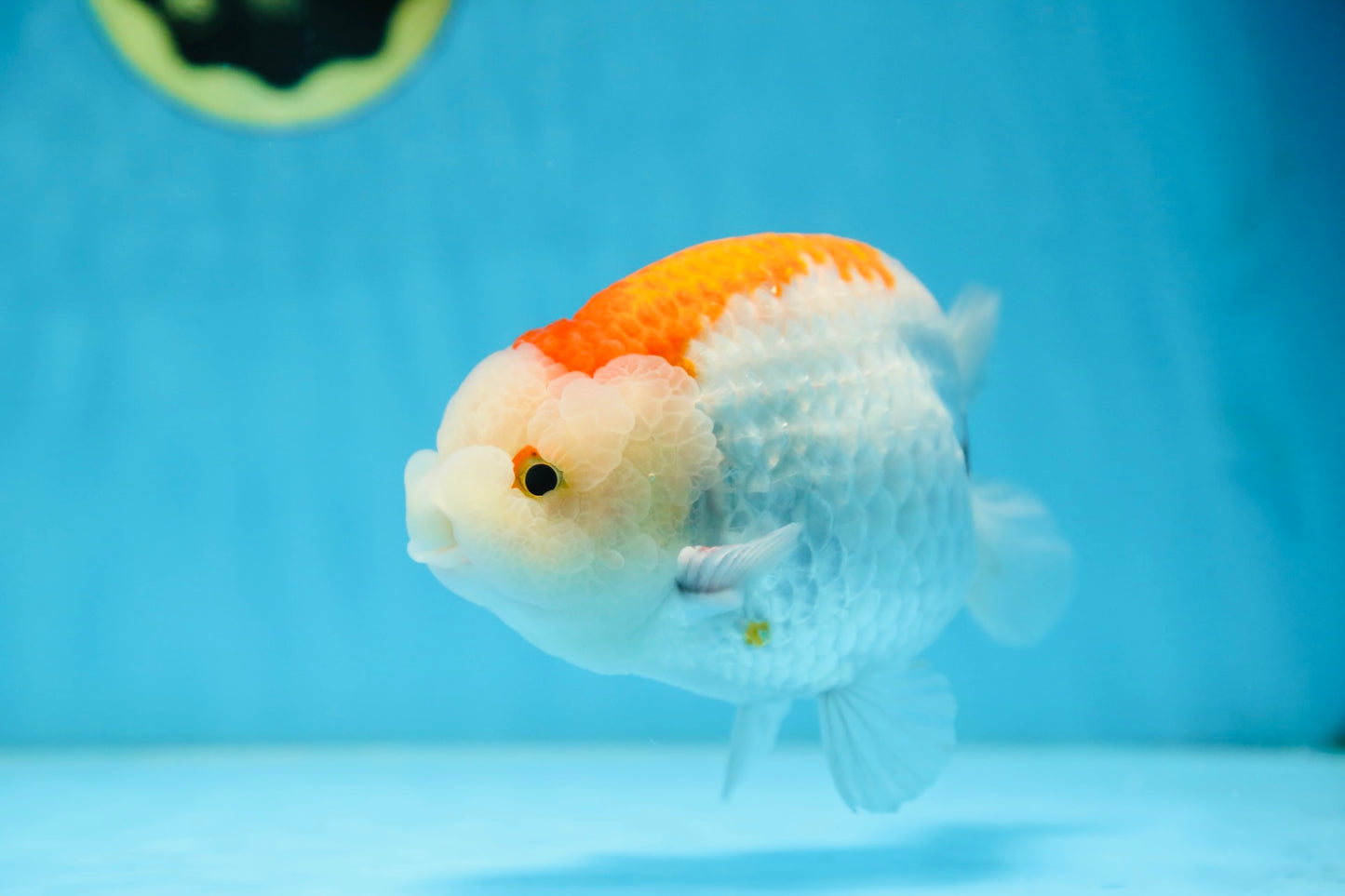 AAA Grade Red White LionKing 5.5 inches #082925LC_03