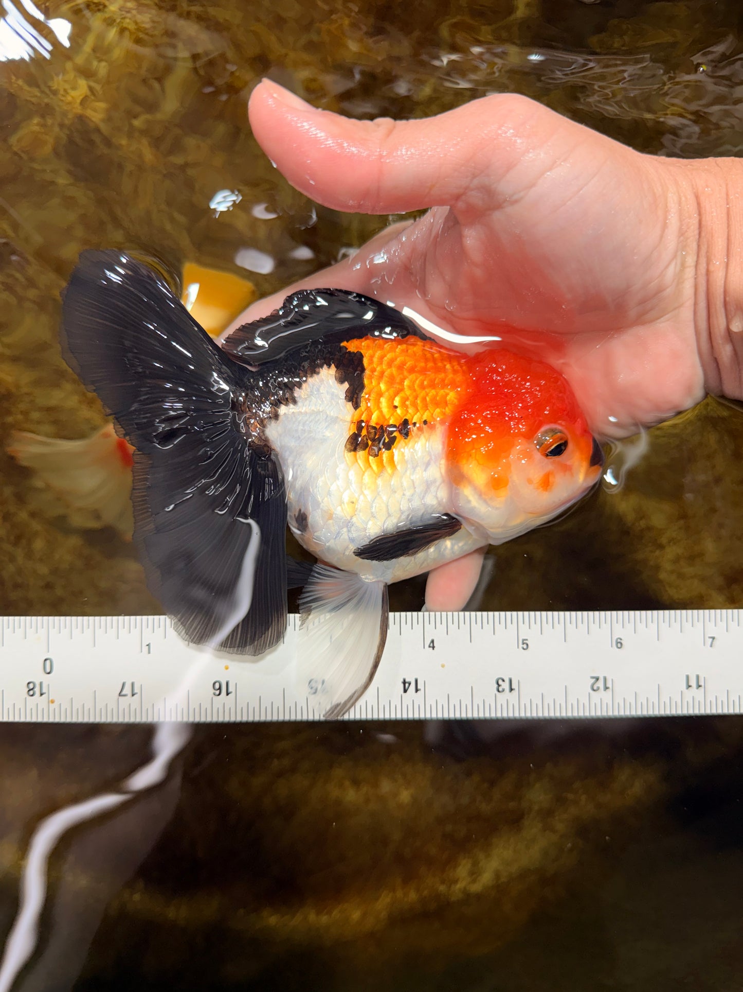 A Grade Tricolor Oranda Female 5.5-6 inches #111425OR_15