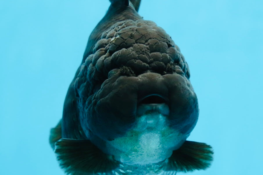 AAA Grade Godzilla Black Yuanbao Female 5 inches #101025YB_22