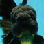 BULLDOG A Grade Godzilla Black Oranda 6.5 inches #022726OR_13