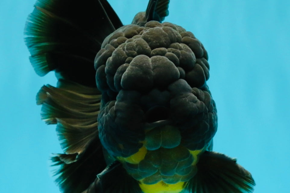 BULLDOG A Grade Godzilla Black Oranda 6.5 inches #022726OR_13