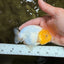 White Lionchu Female 4-4.5 Inches #100226LC_18