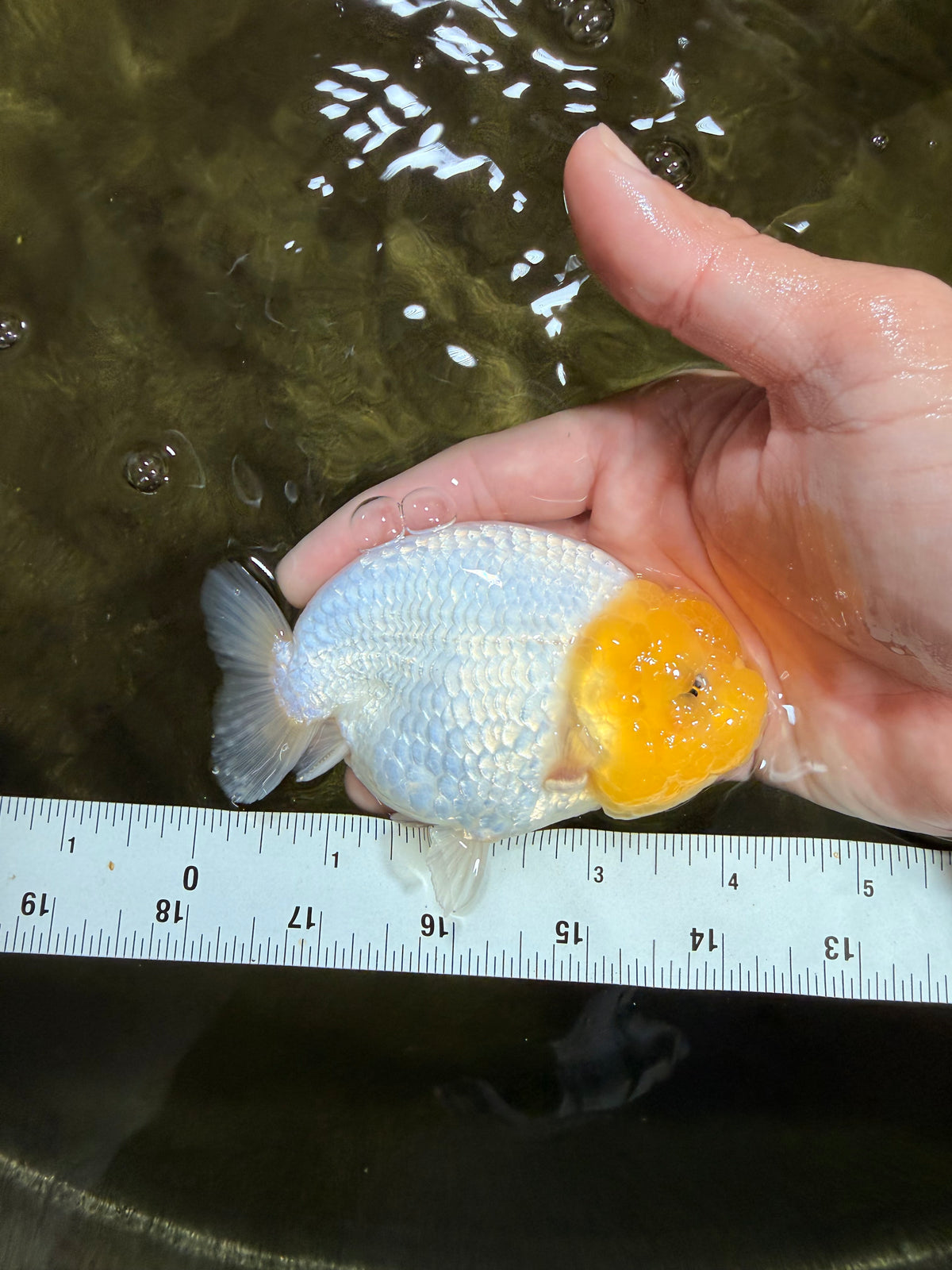White Lionchu Female 4-4.5 Inches #100226LC_18