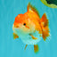 AAA Grade Red White Yuanbao Female 5 inches #062626YB_12
