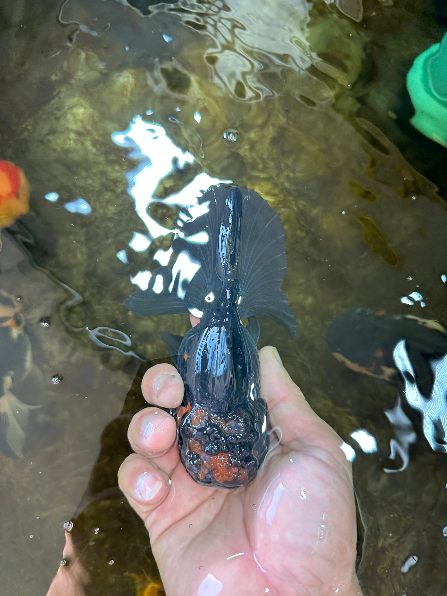 A Grade Apache Oranda Male 5 inches #081525OR_22