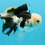 A Grade Panda Button Eyes Oranda Male 4.5-5 inches #120624OR_07