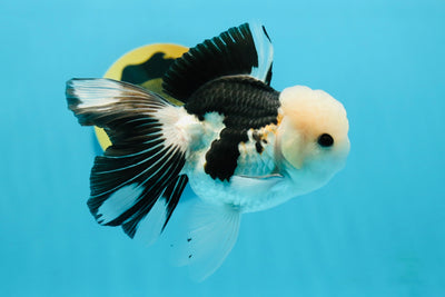 A Grade Panda Button Eyes Oranda Male 4.5-5 inches #120624OR_07