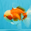 FLUFFY WEN Red White Oranda Male 6.5 inches #040326OR_11