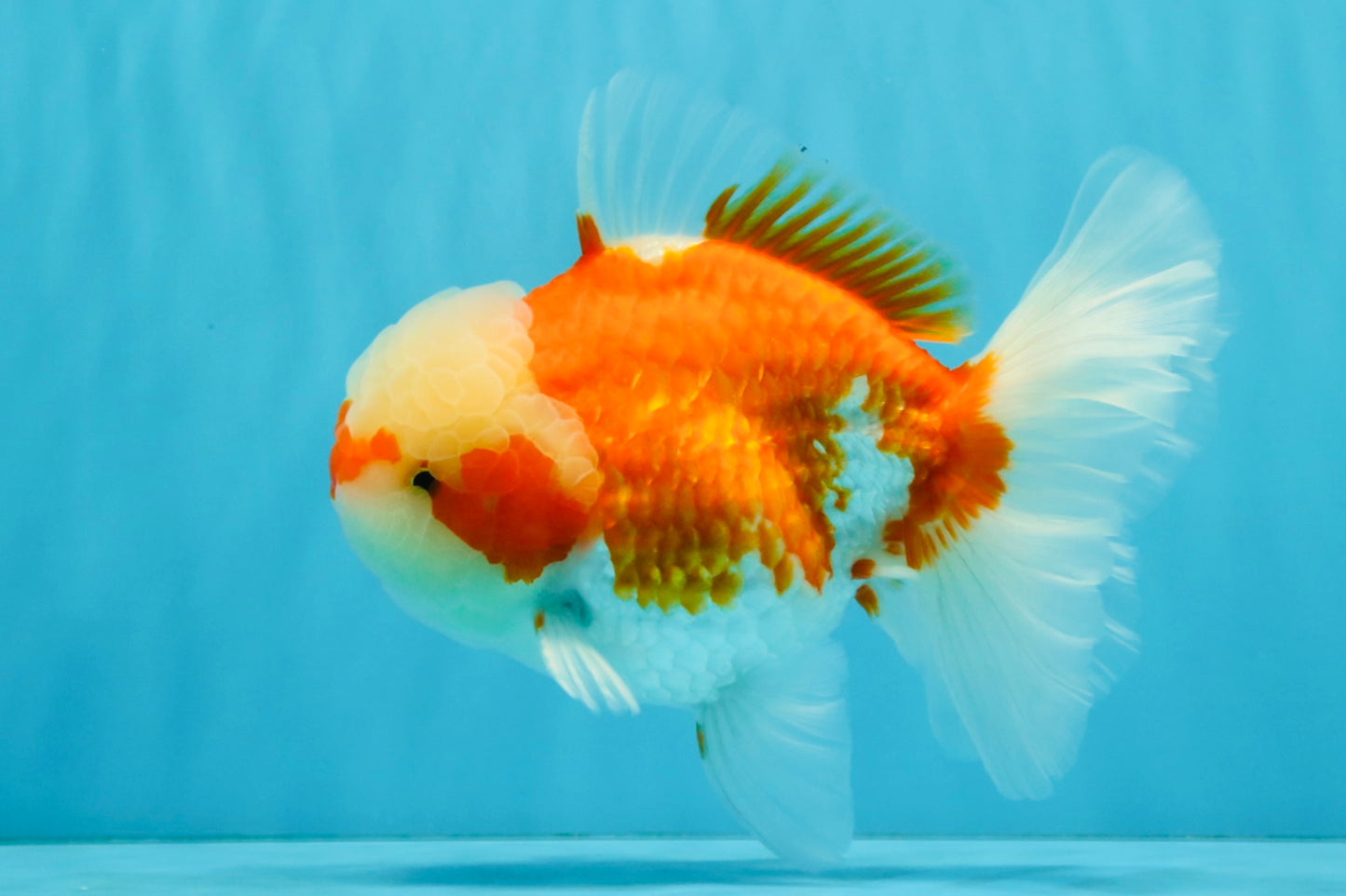 FLUFFY WEN Red White Oranda Male 6.5 inches #040326OR_11