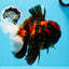 AAA Grade Special Tiger Oranda Male 6-6.5 inches #0913OR_20