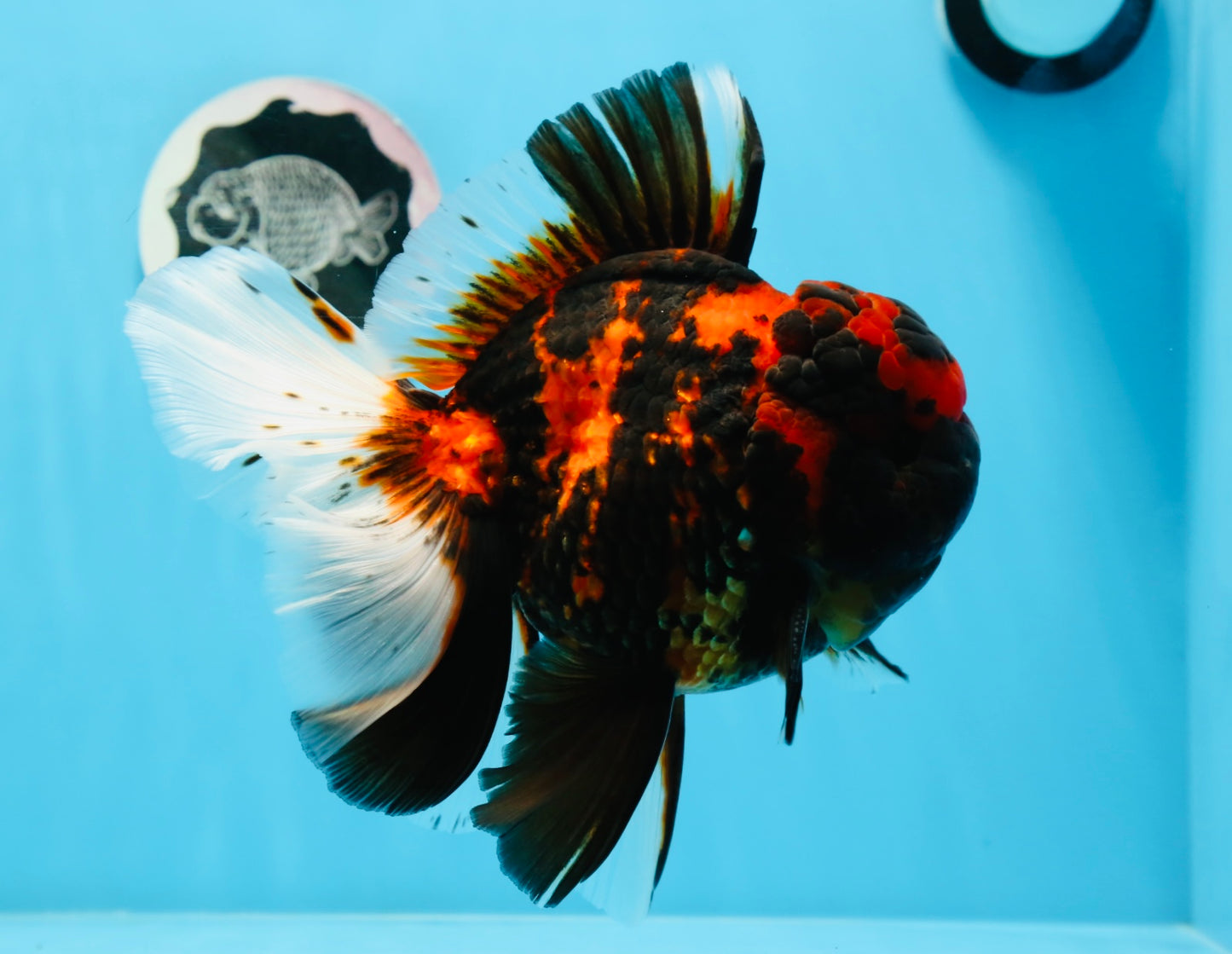 AAA Grade Special Tiger Oranda Male 6-6.5 inches #0913OR_20