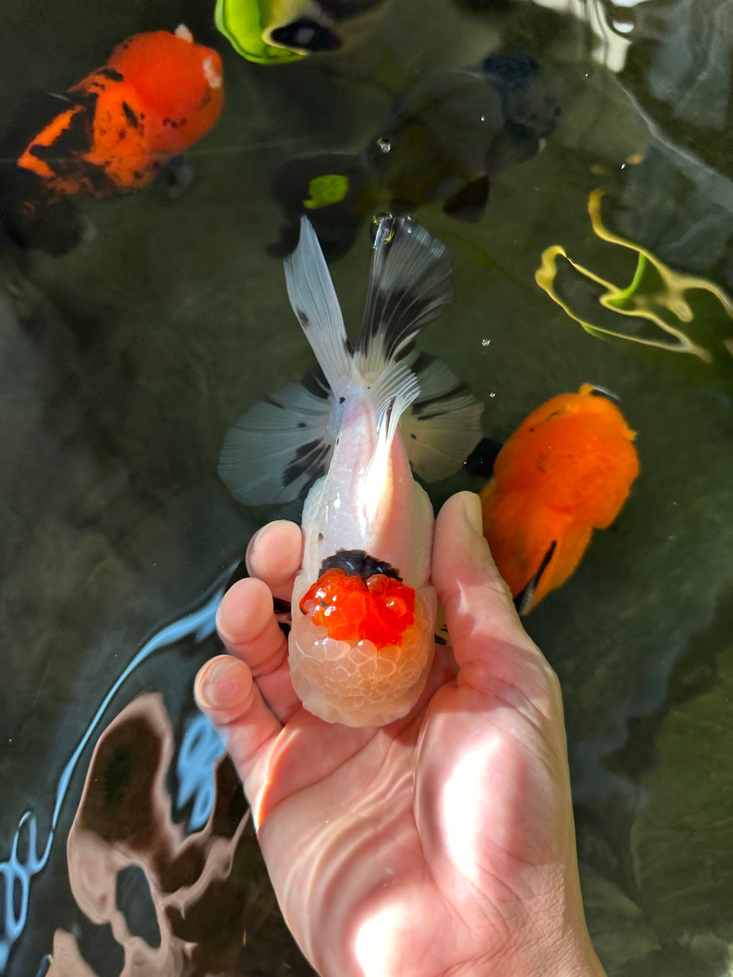 AAA Grade Pom-Poms Tricolor Oranda Male 5 inches #102524OR_08