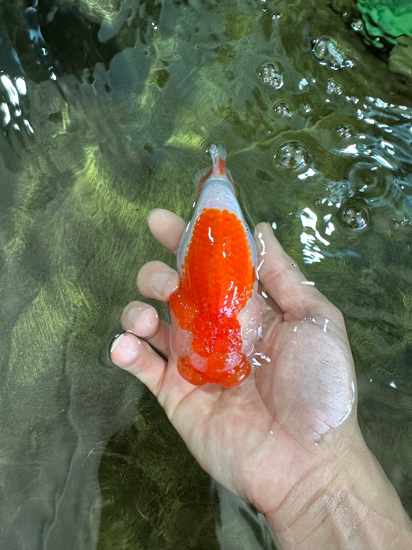 A Grade CHONKY Red White LionQueen 4.5-5 inches #051625LC_36