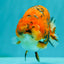 A Grade Tricolor Tiger Ranchu Male 5.5 inches #102326RC_05