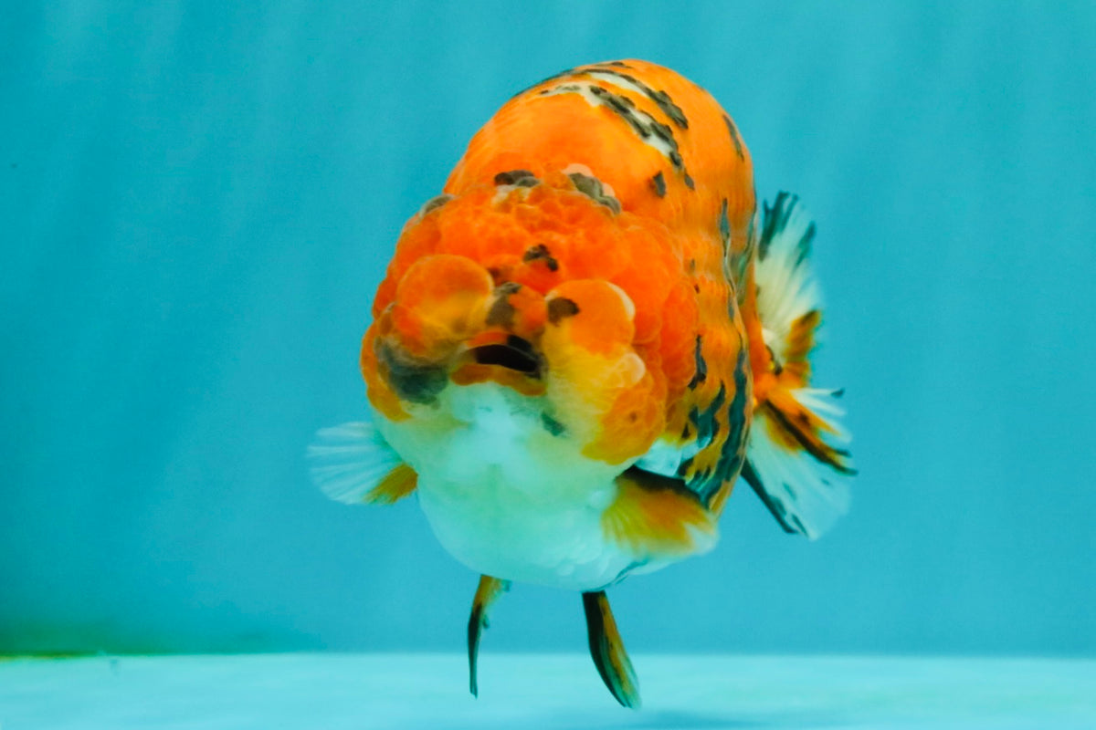 A Grade Tricolor Tiger Ranchu Male 5.5 inches #102326RC_05