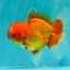 A Grade Red White Oranda Male 5.5 inches #061926OR_20