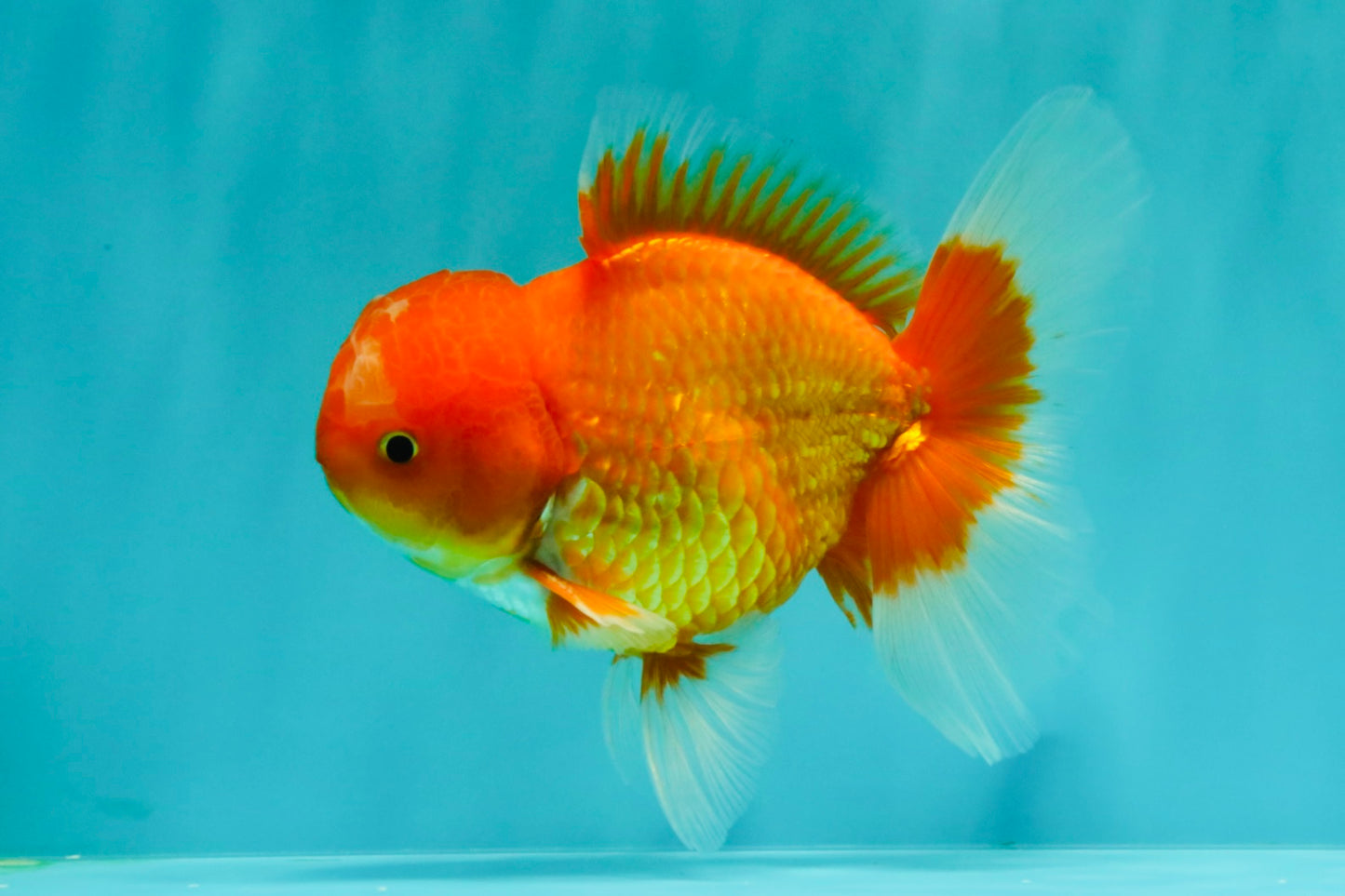 A Grade Red White Oranda Male 5.5 inches #061926OR_20