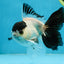 Panda Button Eyes Oranda Male 5-5.5 inches #112125OR_20