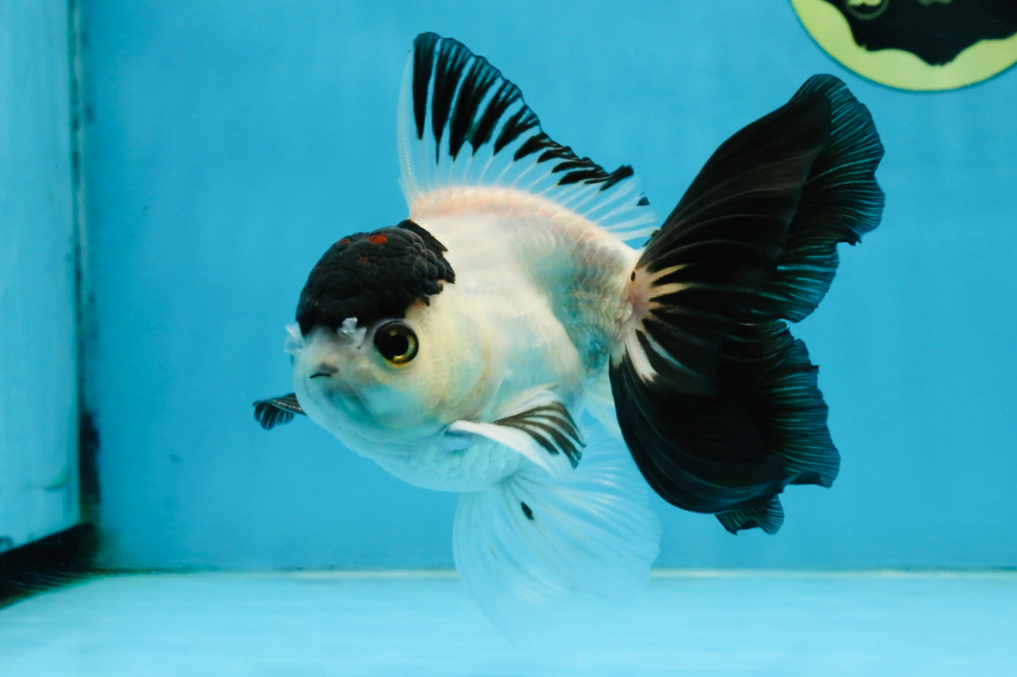 Panda Button Eyes Oranda Male 5-5.5 inches #112125OR_20