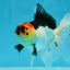 A Grade Angry Bird Tricolor Oranda Male 4.5-5 inches #053025OR_14