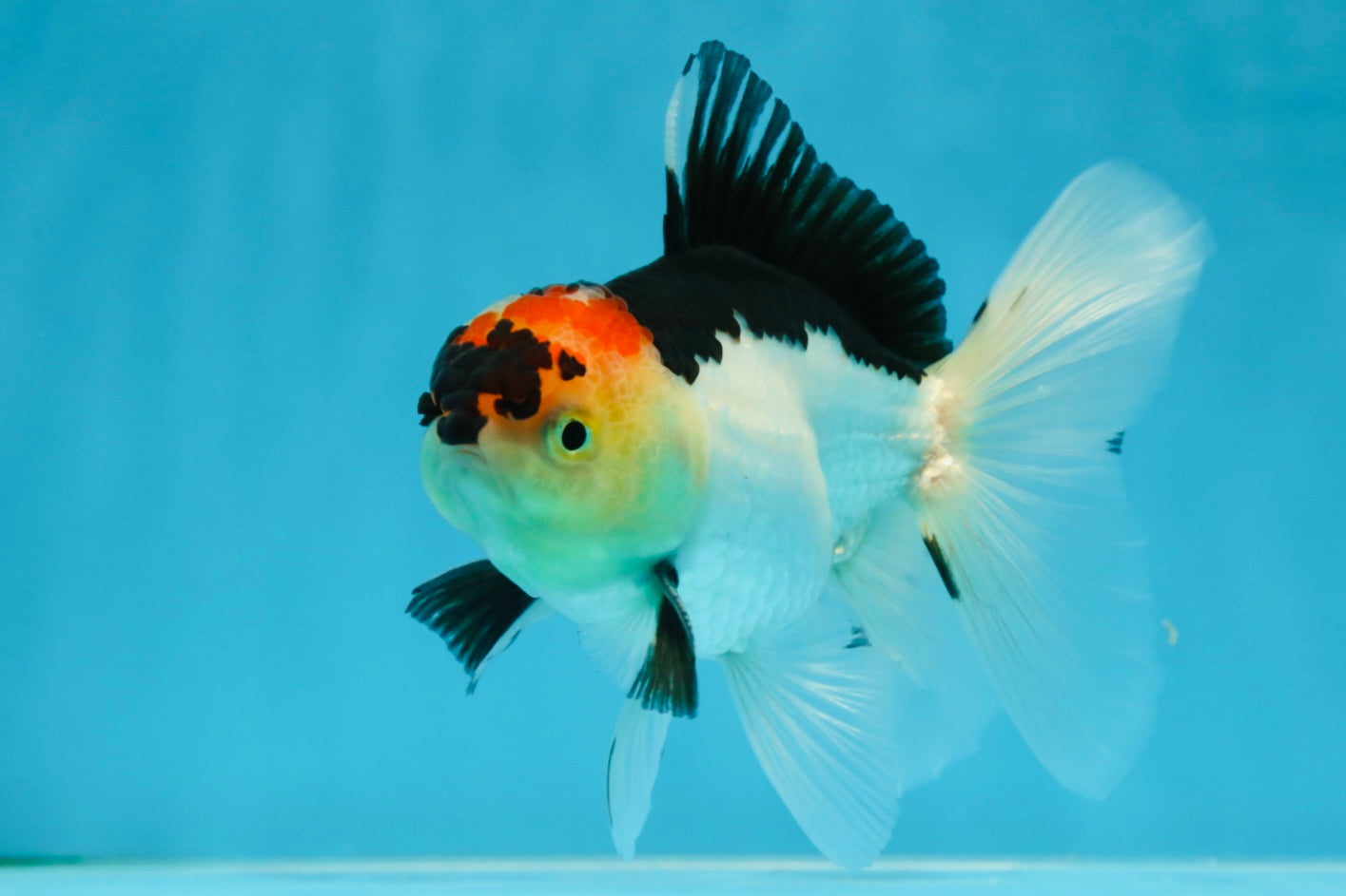 A Grade Angry Bird Tricolor Oranda Male 4.5-5 inches #053025OR_14