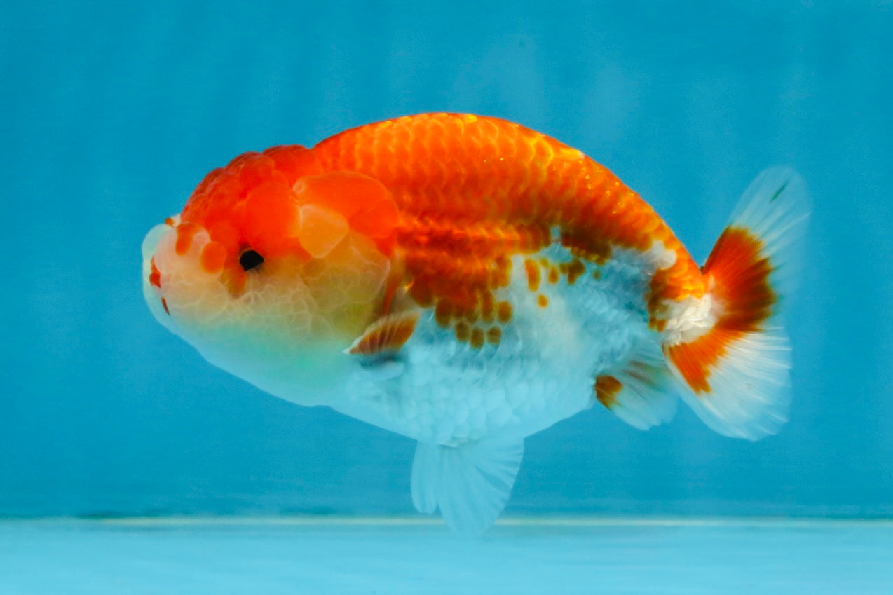 A Grade Red White LionQueen 4 inches #112125LC_10