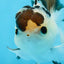 AAA Grade Panda Button Eyes Oranda Male 4.5 inches #0913OR_07