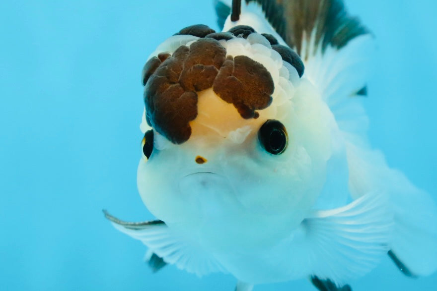 AAA Grade Panda Button Eyes Oranda Male 4.5 inches #0913OR_07