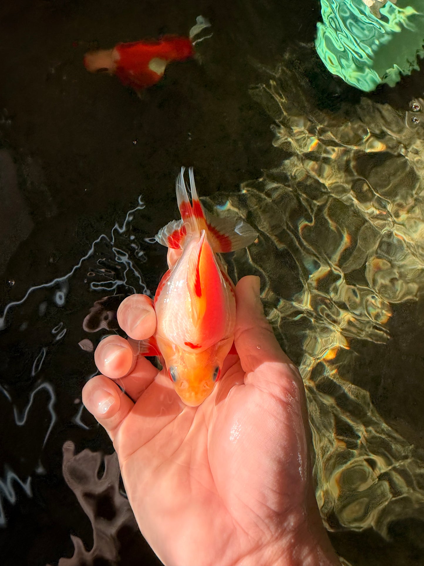 AAA Grade Red White Ryukin Female 4 inches #022726RK_17