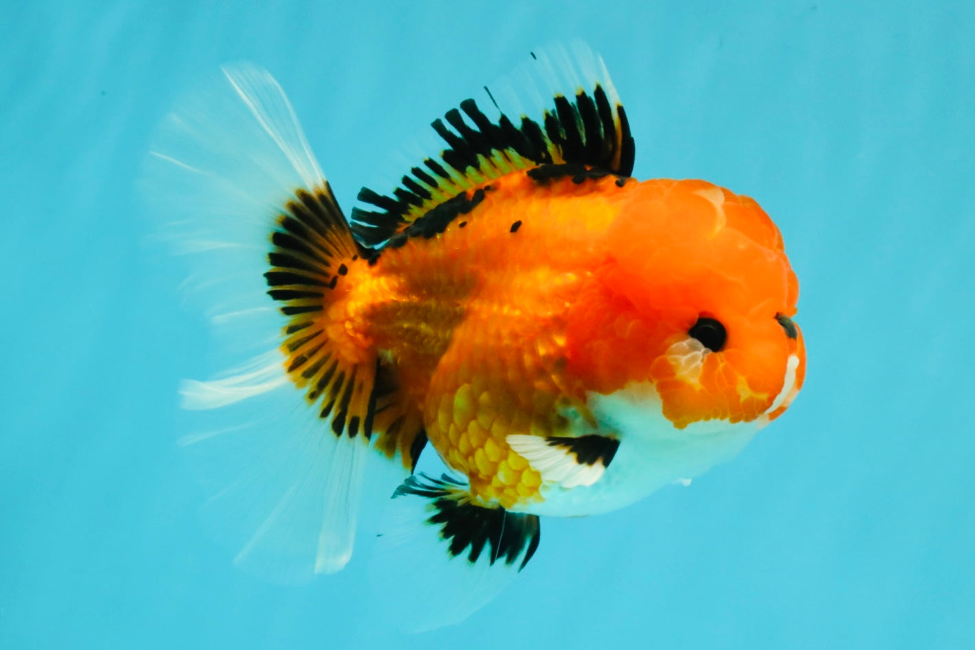 CHARLIE A Grade Apache Oranda Female 5 inches #041726OR_06