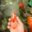 AAA Grade Red White Oranda Male 5.5 inches #062626OR_21