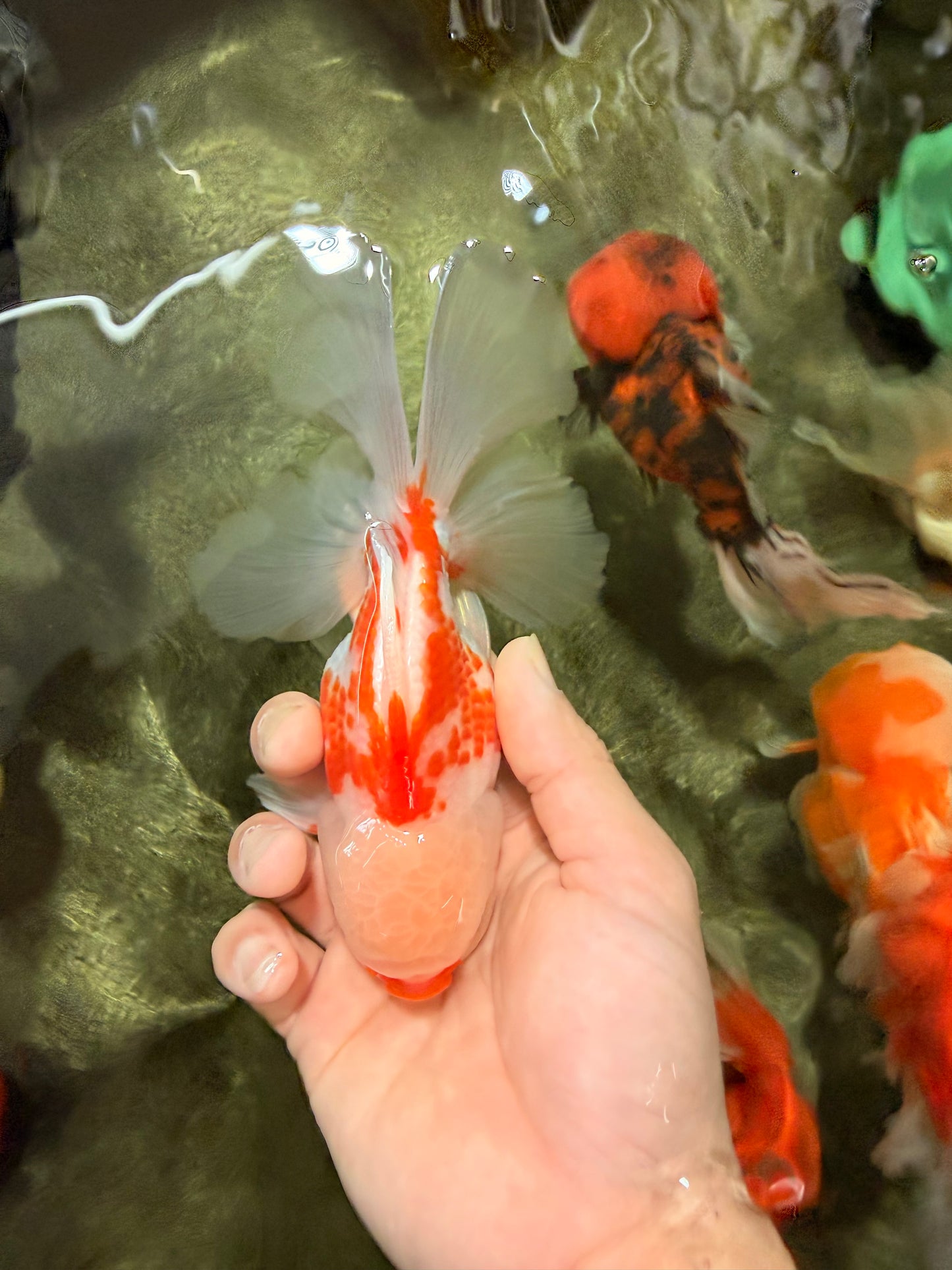 AAA Grade Red White Oranda Male 5.5 inches #062626OR_21