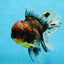 AAA Grade JUMBO Godzilla Kirin Oranda Female 6.5-7 inches #090525OR_11
