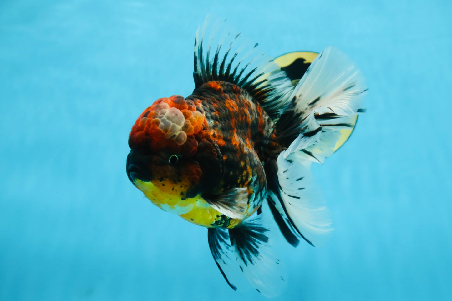 AAA Grade JUMBO Godzilla Kirin Oranda Female 6.5-7 inches #090525OR_11